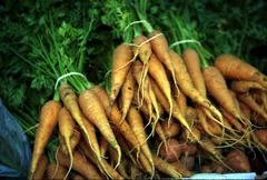 Reference photograph of carrots