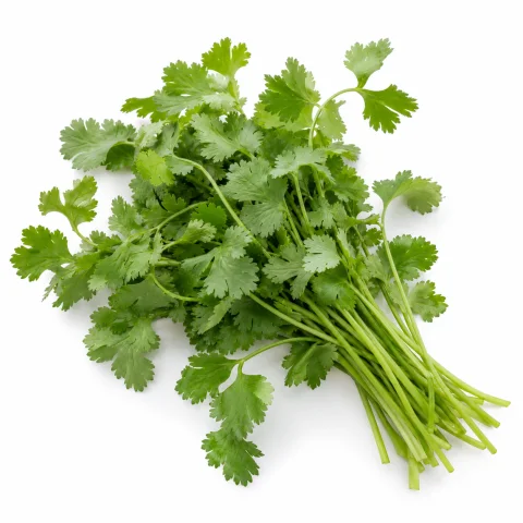AI illustration of Cilantro
