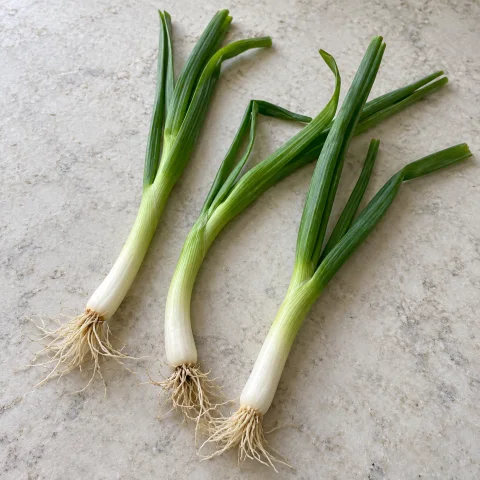 AI illustration of Scallions