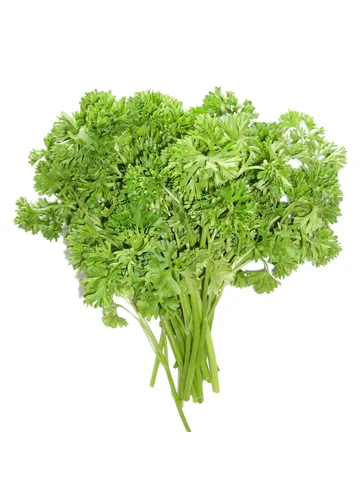 Reference photograph of Italian Parsley